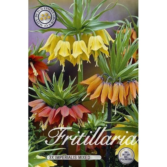 Kungsängslilja Kejsarkrona Mix 2-pack